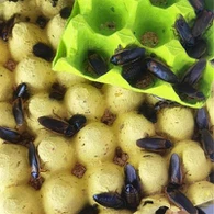 Dubia Roaches for Lizards